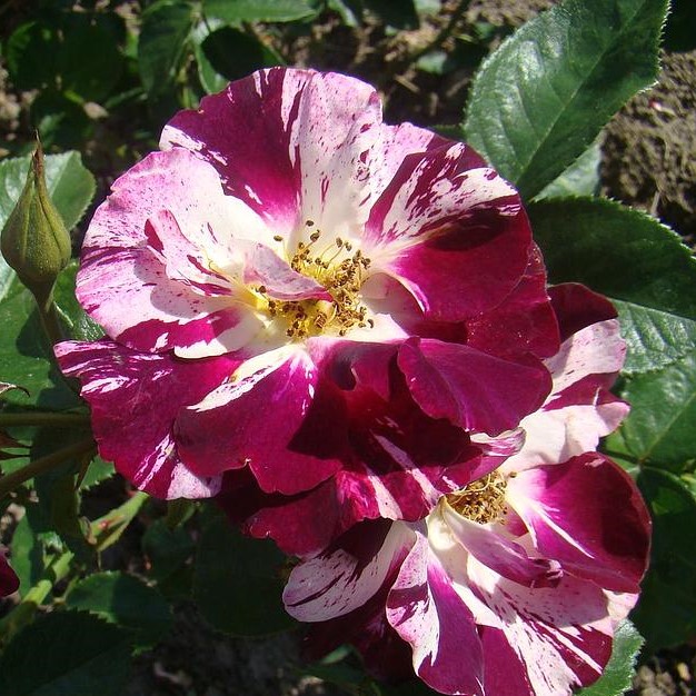 Роза плетистая Пёрпл Сплэш